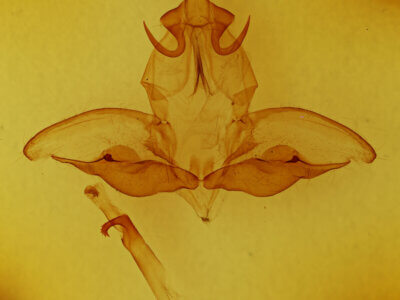 genitalia view of adult Eustema sericea ?