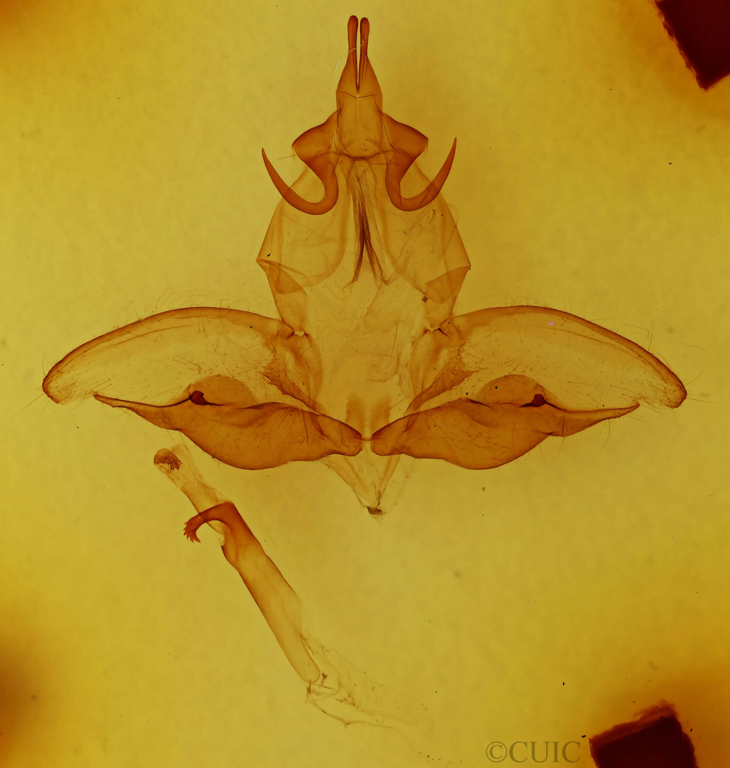 genitalia view of adult Eustema sericea ?