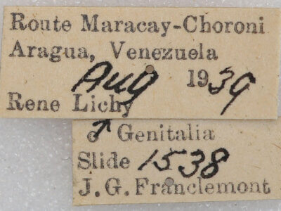 label view of adult Rhuda focula