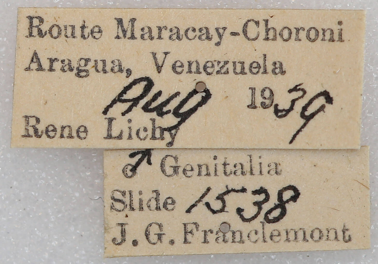 label view of adult Rhuda focula