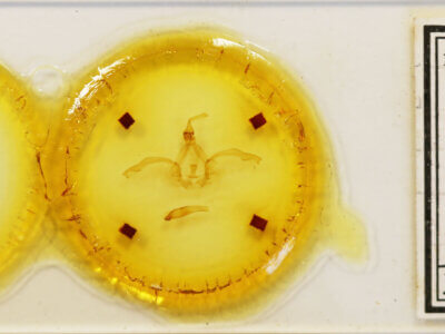 slide view of adult Rhuda focula