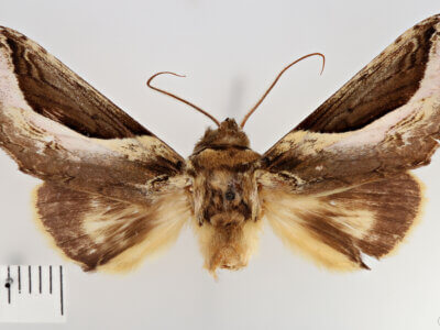 dorsal view of adult Rhuda focula