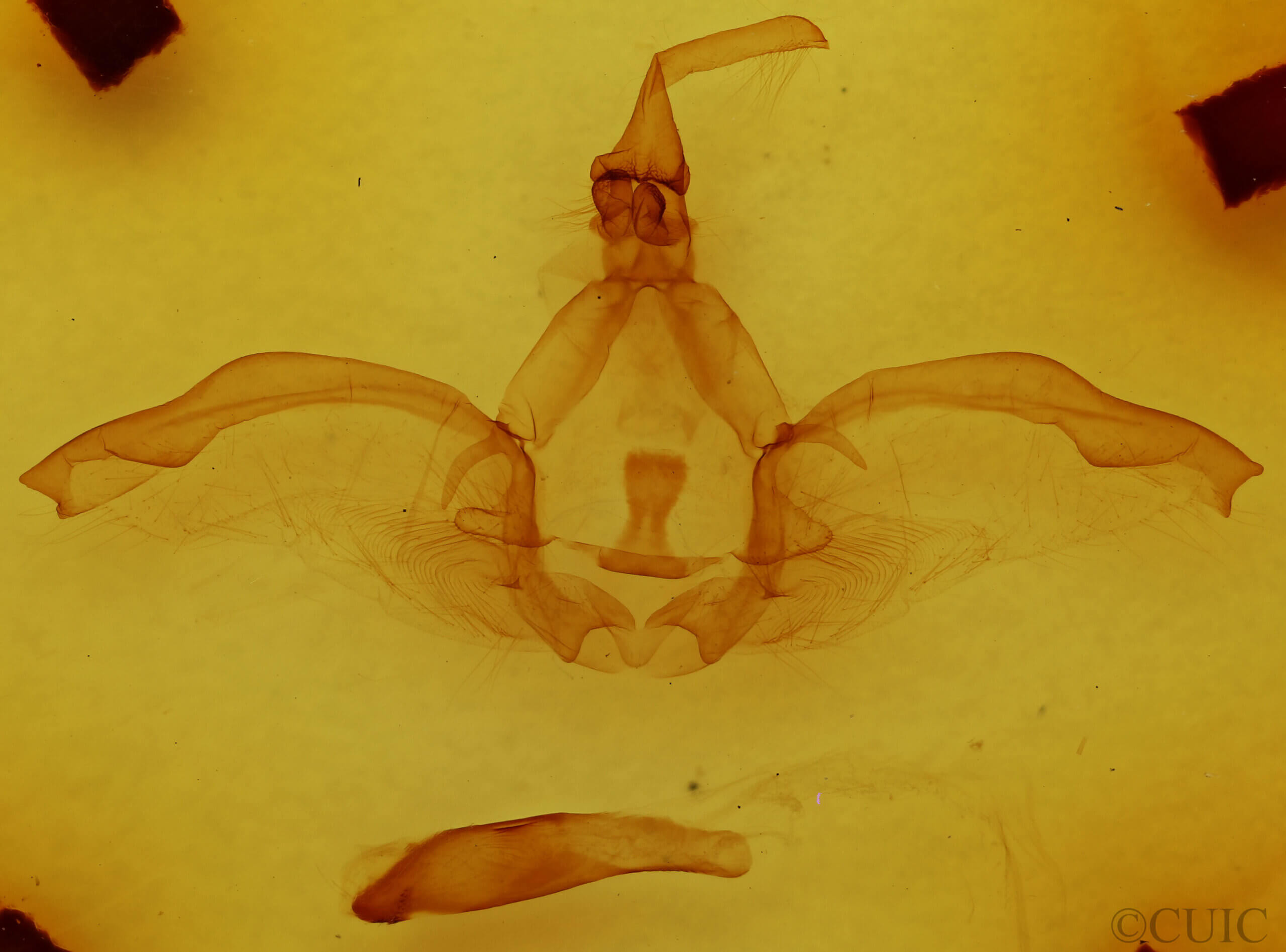 genitalia view of adult Rhuda focula