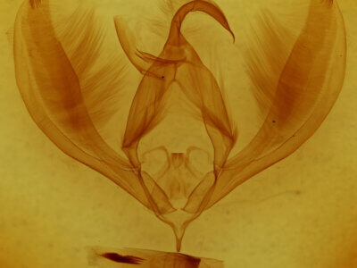 genitalia view of adult Paratrachea sp.