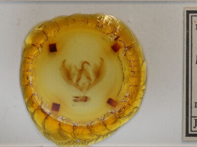 slide view of adult Paratrachea sp.