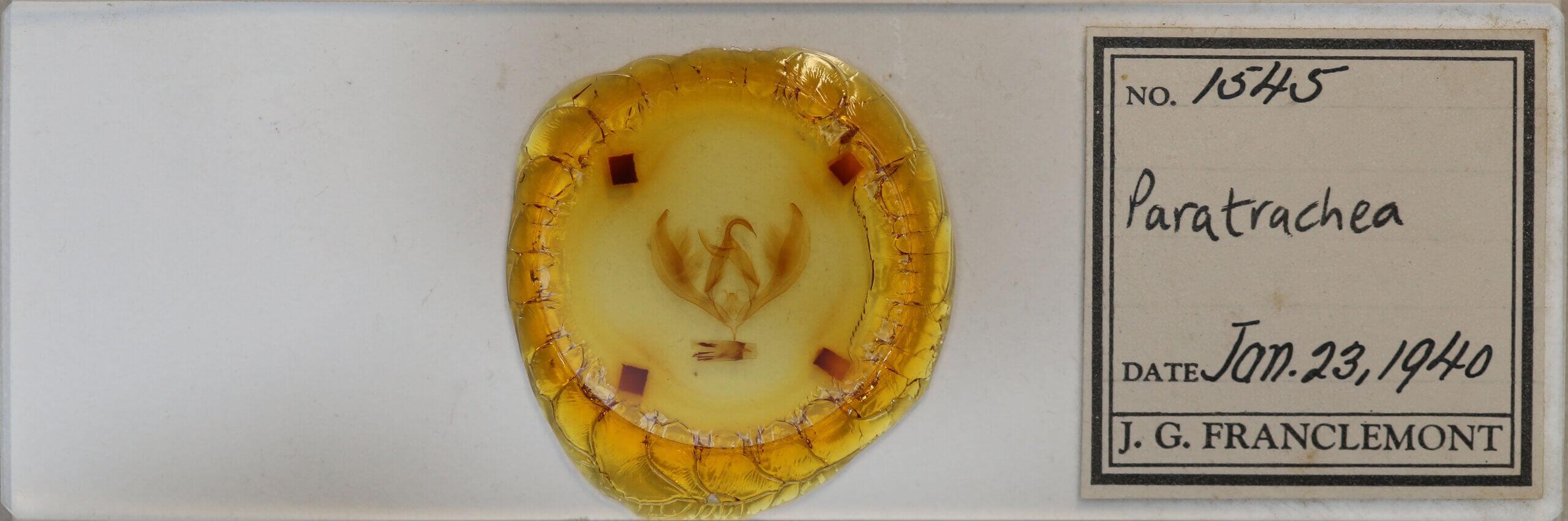 slide view of adult Paratrachea sp.