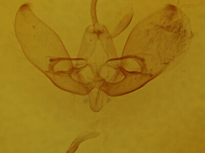 genitalia view of adult Eucarta virgo