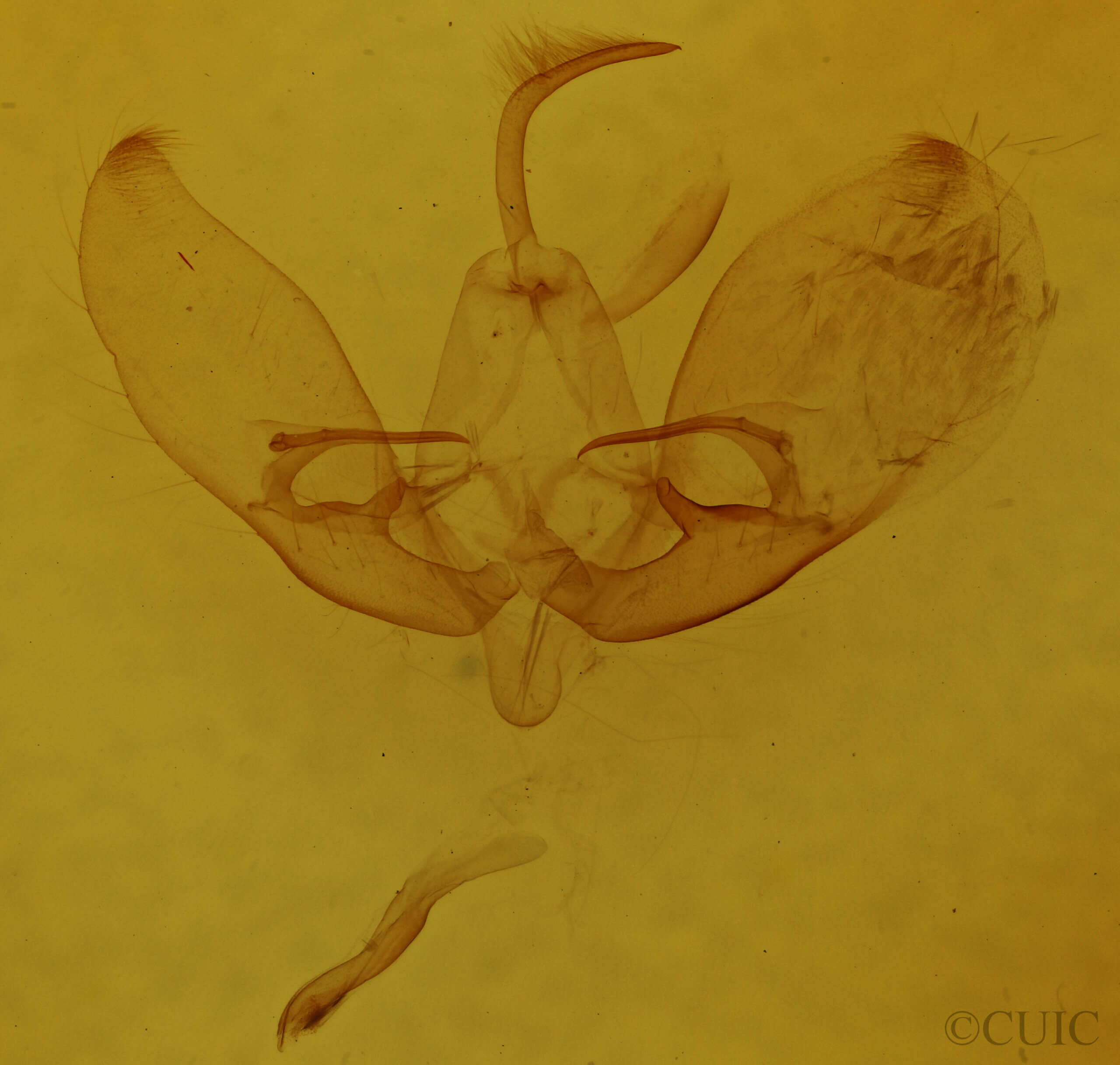 genitalia view of adult Eucarta virgo