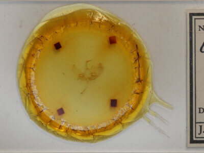 slide view of adult Eucarta virgo