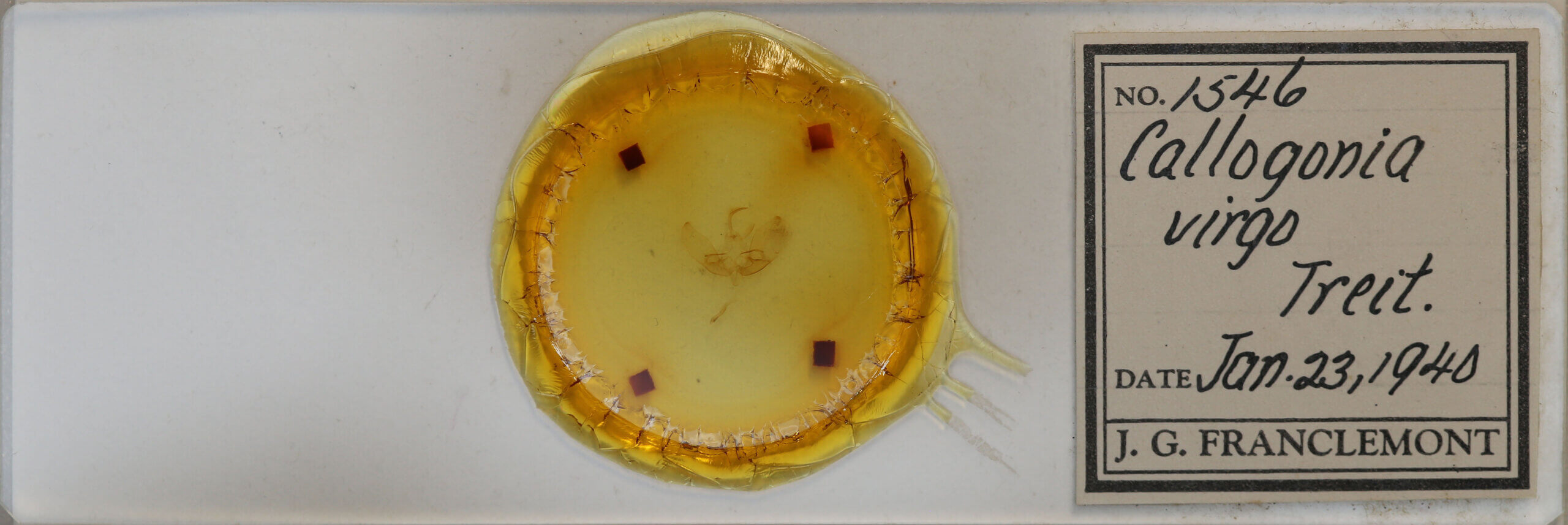 slide view of adult Eucarta virgo