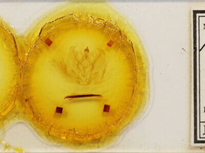 slide view of adult Antaea licormas