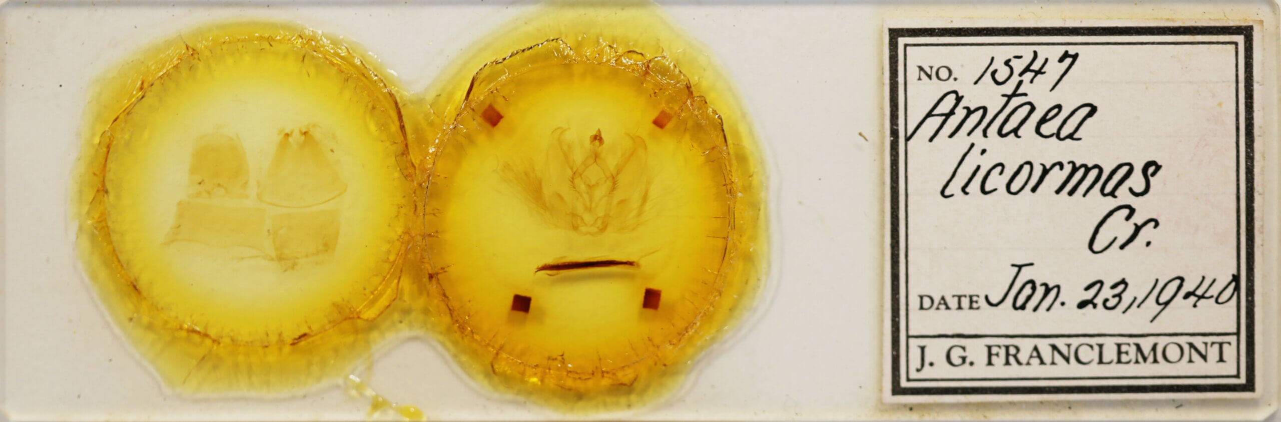 slide view of adult Antaea licormas