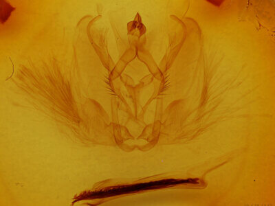 genitalia view of adult Antaea licormas