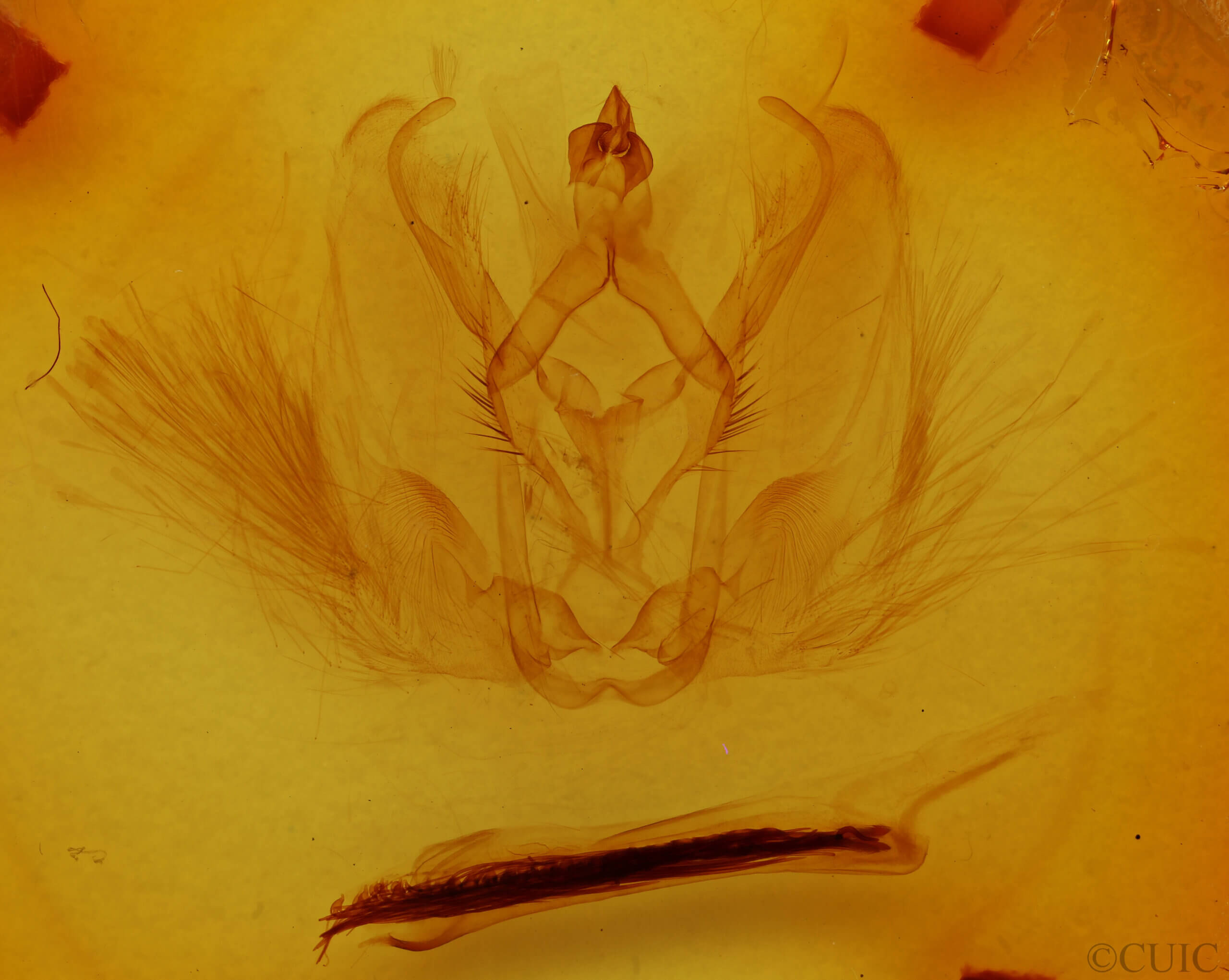 genitalia view of adult Antaea licormas