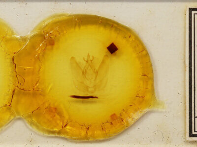 slide view of adult Hapigia sp.