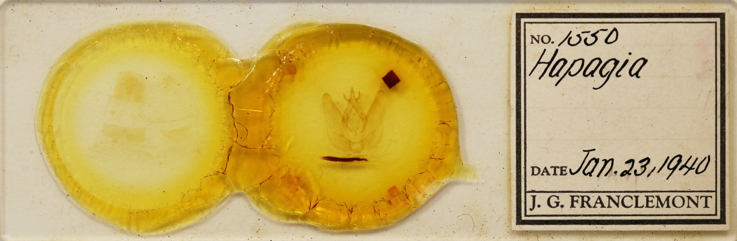 slide view of adult Hapigia sp.