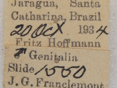 label view of adult Hapigia sp.