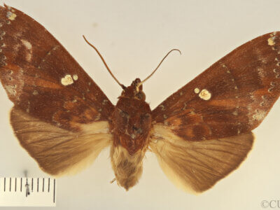 dorsal view of adult Hapigia sp.