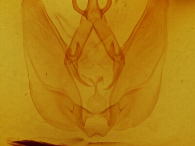 genitalia view of adult Hapigia sp.