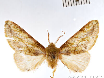 dorsal view of adult Psilacron luteovirens