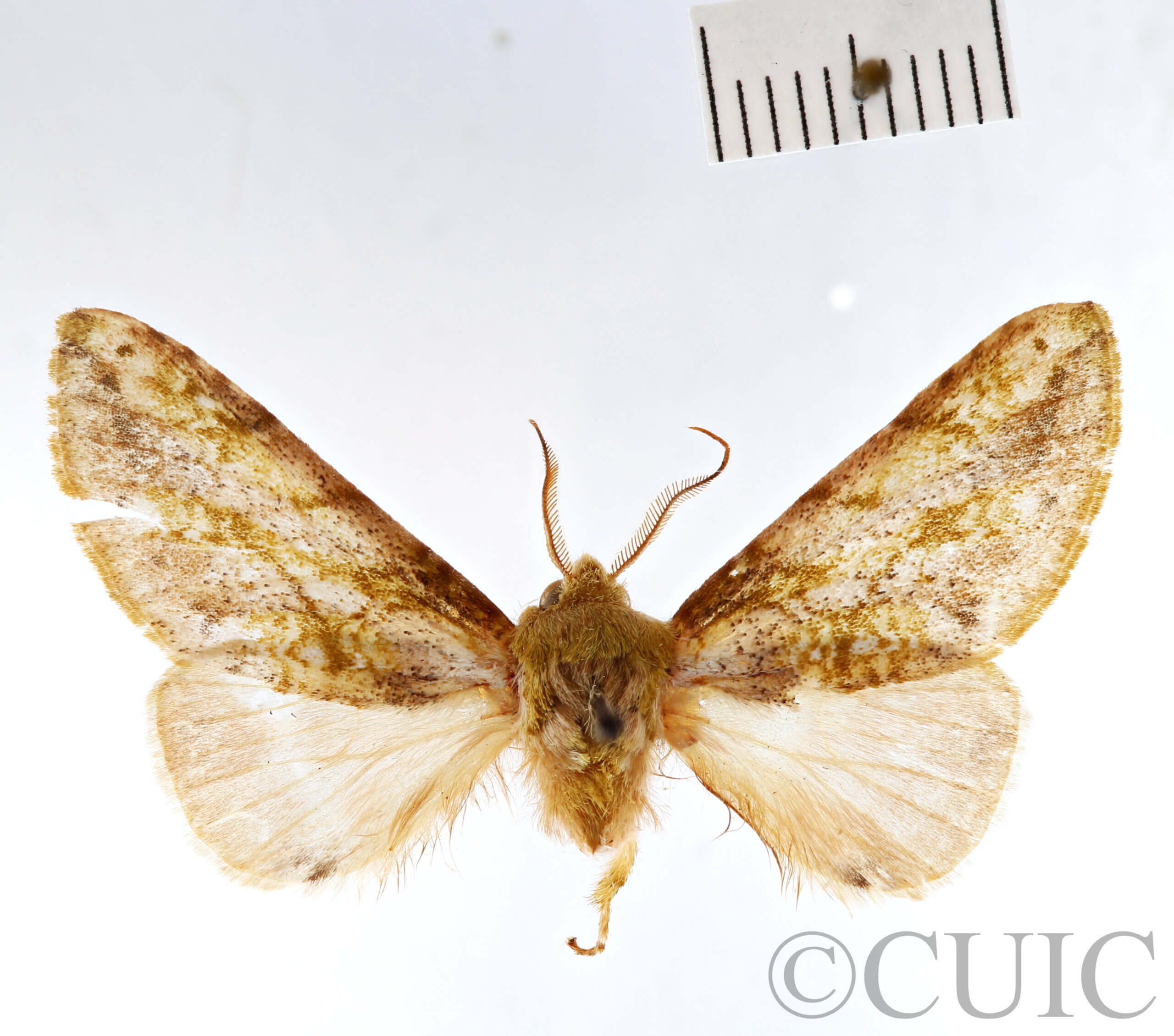 dorsal view of adult Psilacron luteovirens