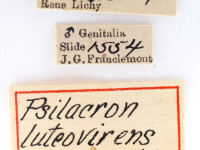 label view of adult Psilacron luteovirens