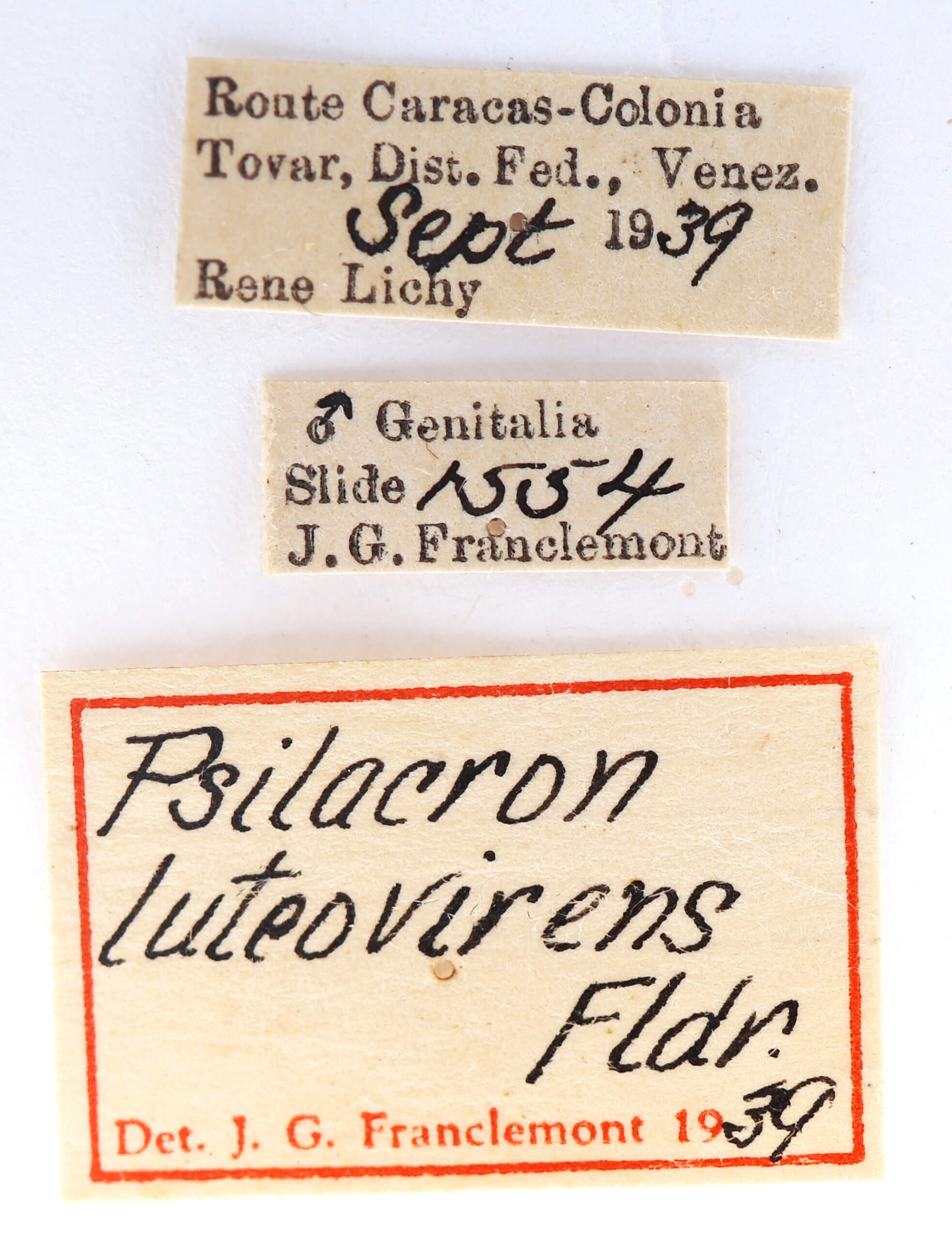 label view of adult Psilacron luteovirens