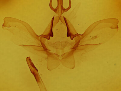 genitalia view of adult Psilacron luteovirens