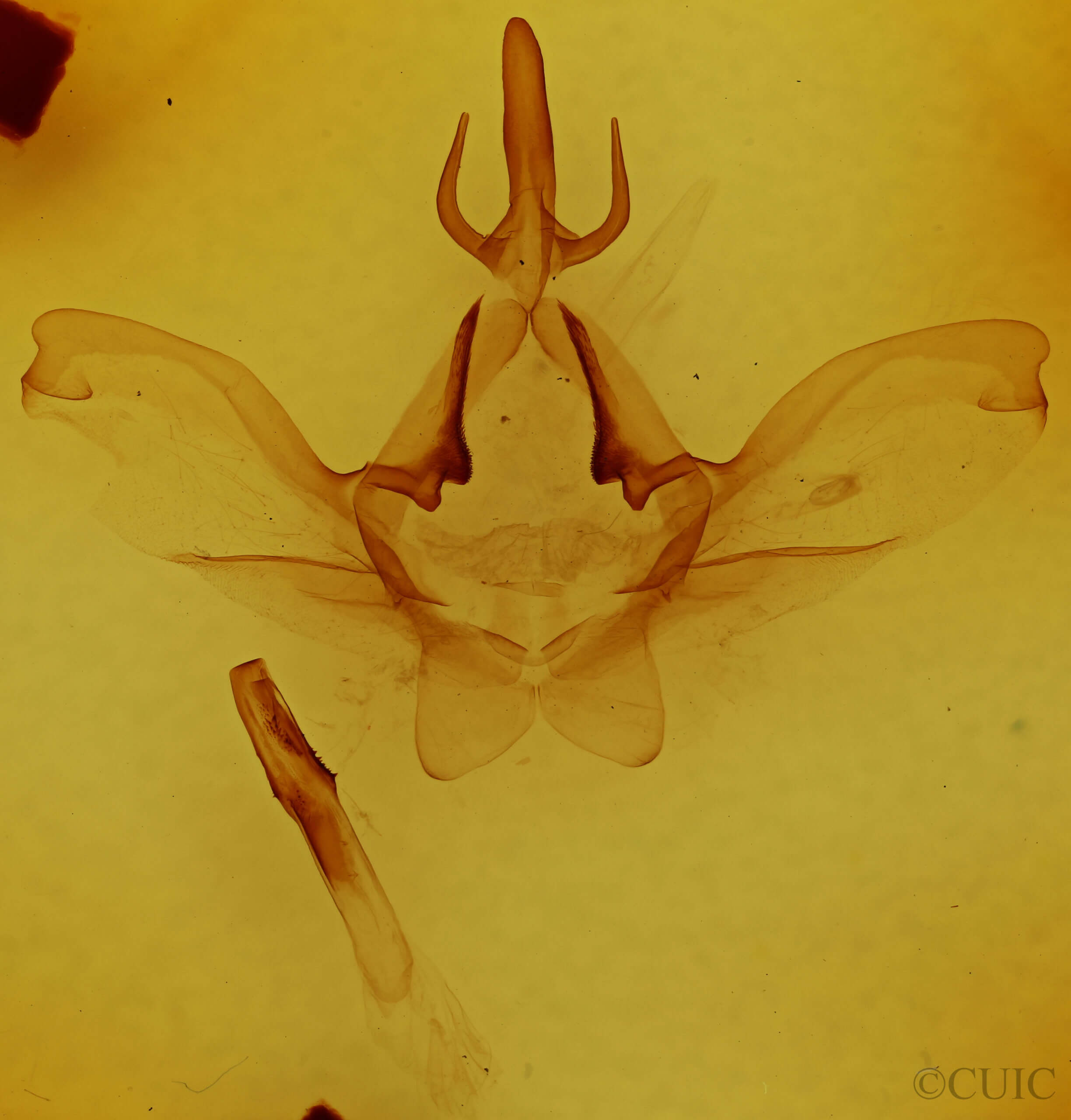 genitalia view of adult Psilacron luteovirens