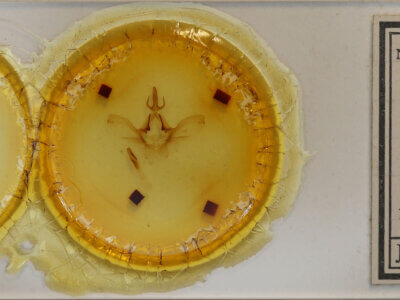 slide view of adult Psilacron luteovirens