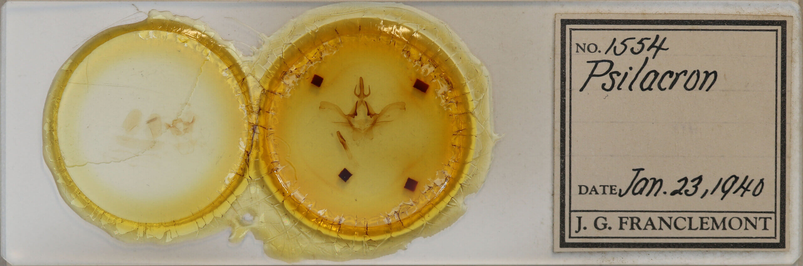 slide view of adult Psilacron luteovirens