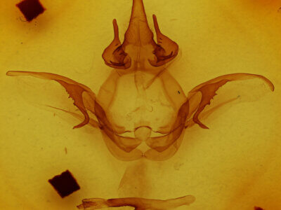 genitalia view of adult Heterocampa sp.