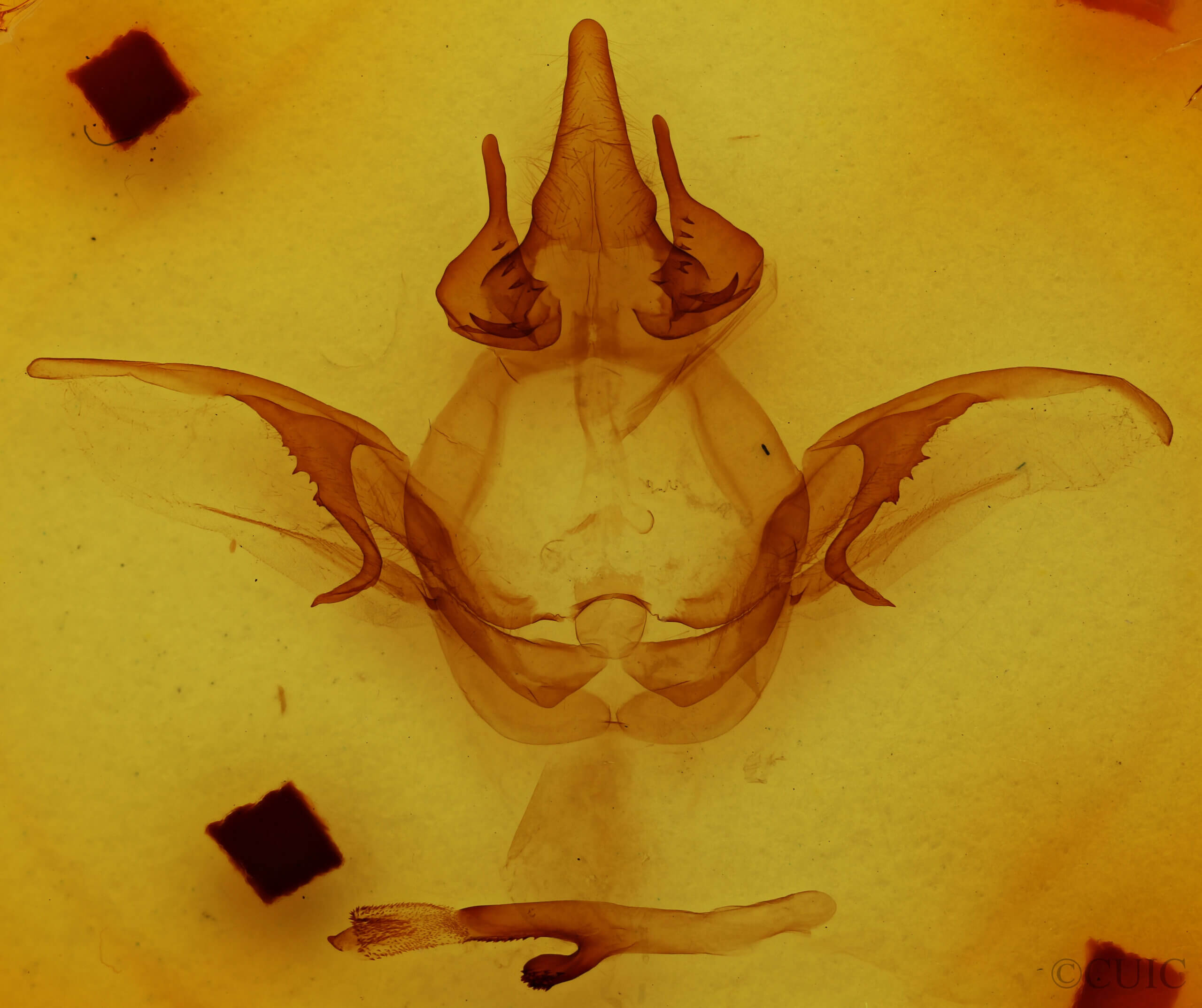 genitalia view of adult Heterocampa sp.