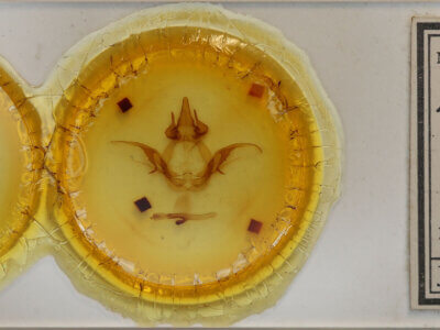 slide view of adult Heterocampa sp.