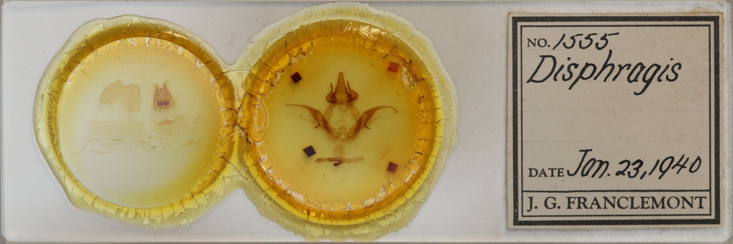 slide view of adult Heterocampa sp.