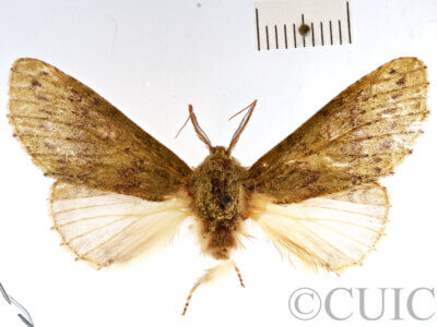 dorsal view of adult Heterocampa sp.