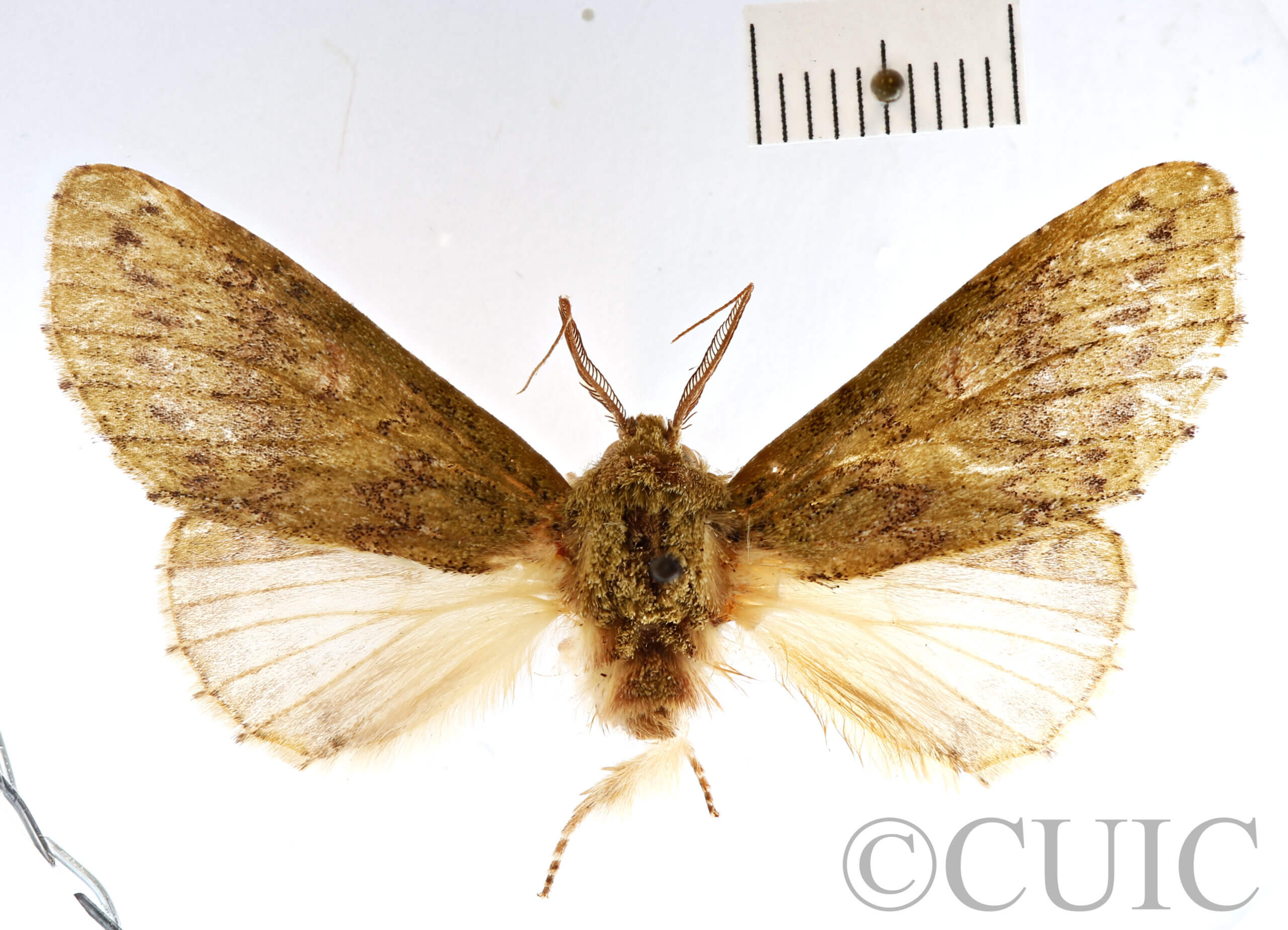 dorsal view of adult Heterocampa sp.