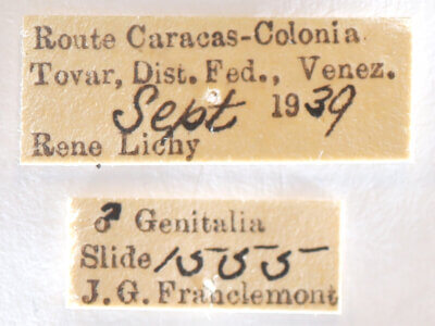 label view of adult Heterocampa sp.