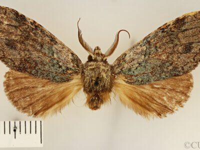 dorsal view of adult Fargia foliata