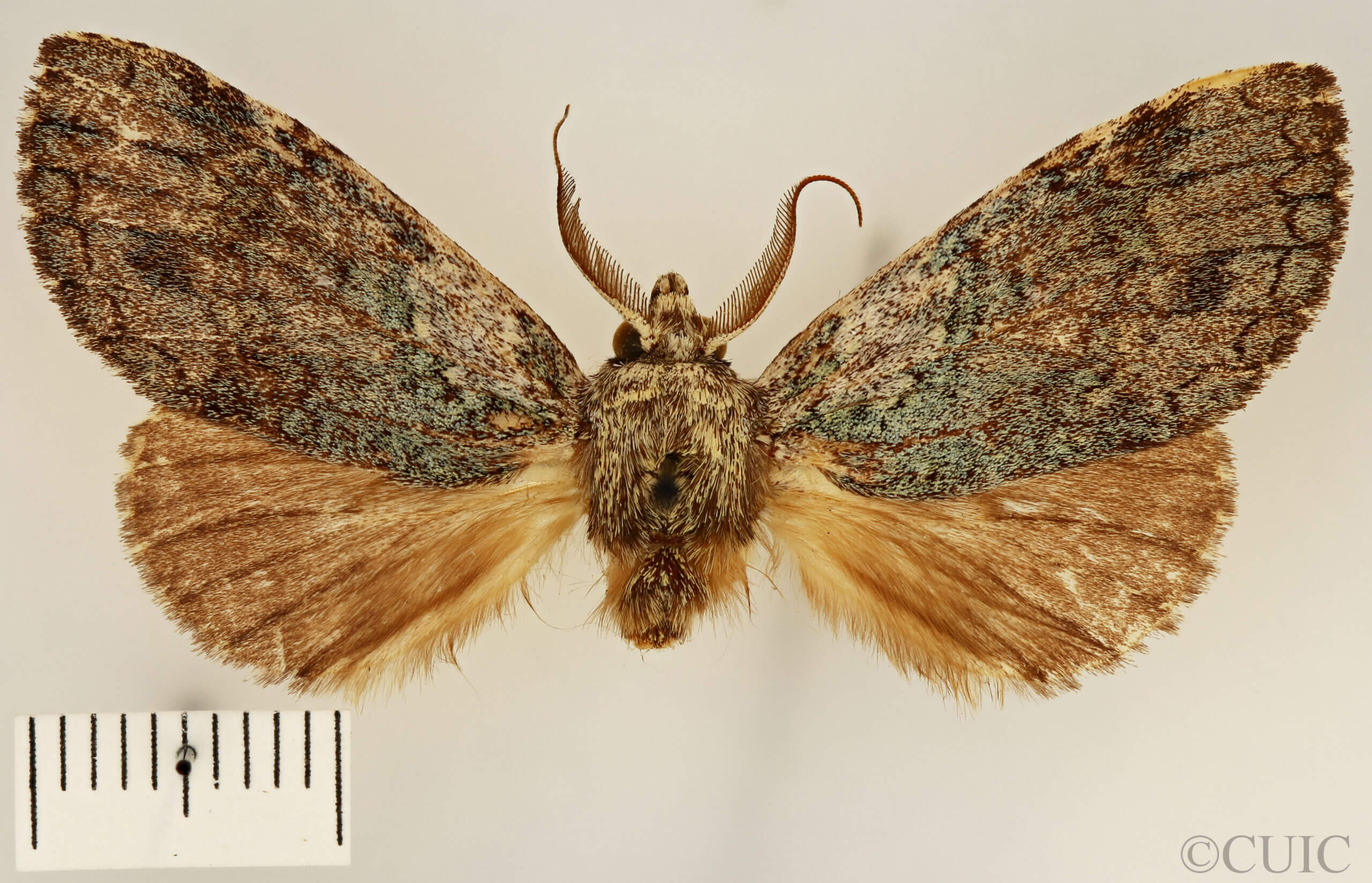dorsal view of adult Fargia foliata