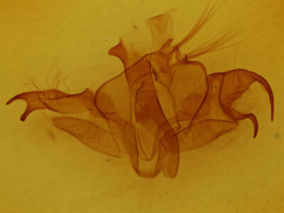 genitalia view of adult Fargia foliata