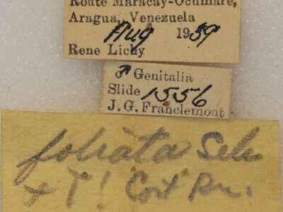 label view of adult Fargia foliata