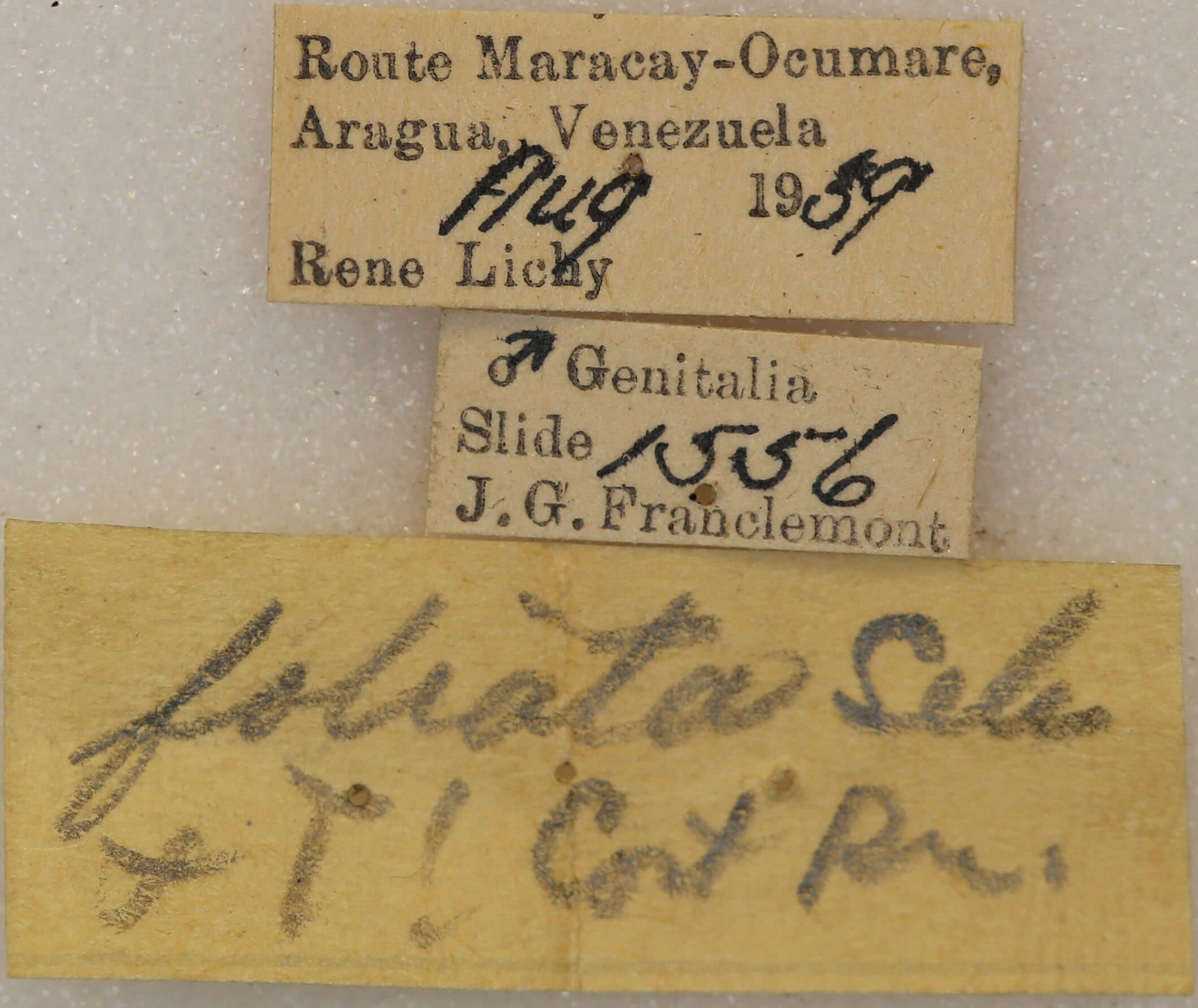 label view of adult Fargia foliata