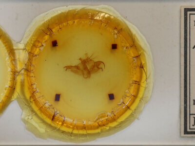 slide view of adult Fargia foliata