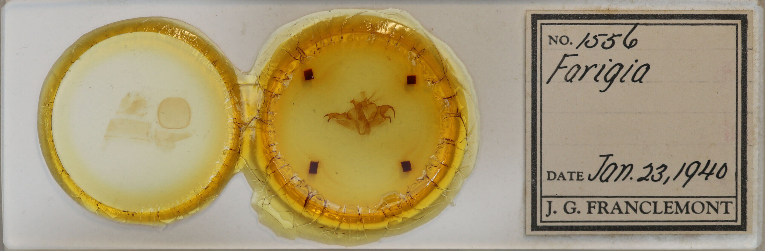 slide view of adult Fargia foliata