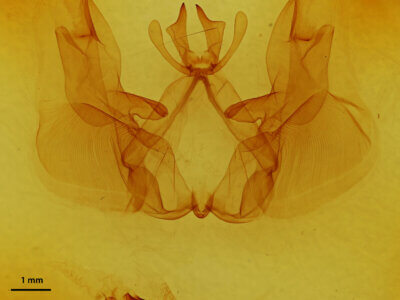 genitalia view of adult Hemiceras sp.