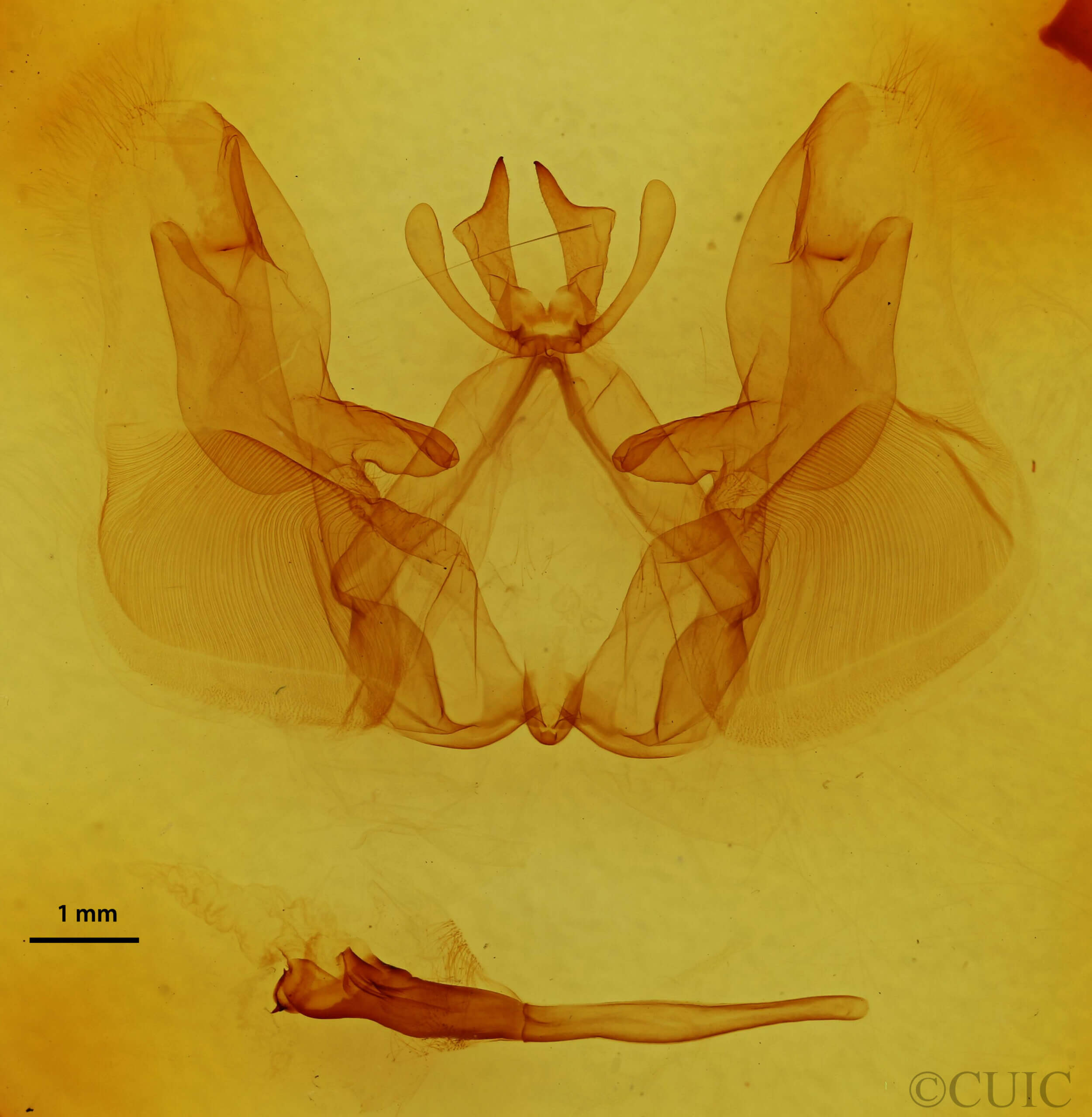 genitalia view of adult Hemiceras sp.