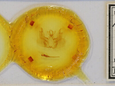 slide view of adult Hemiceras sp.