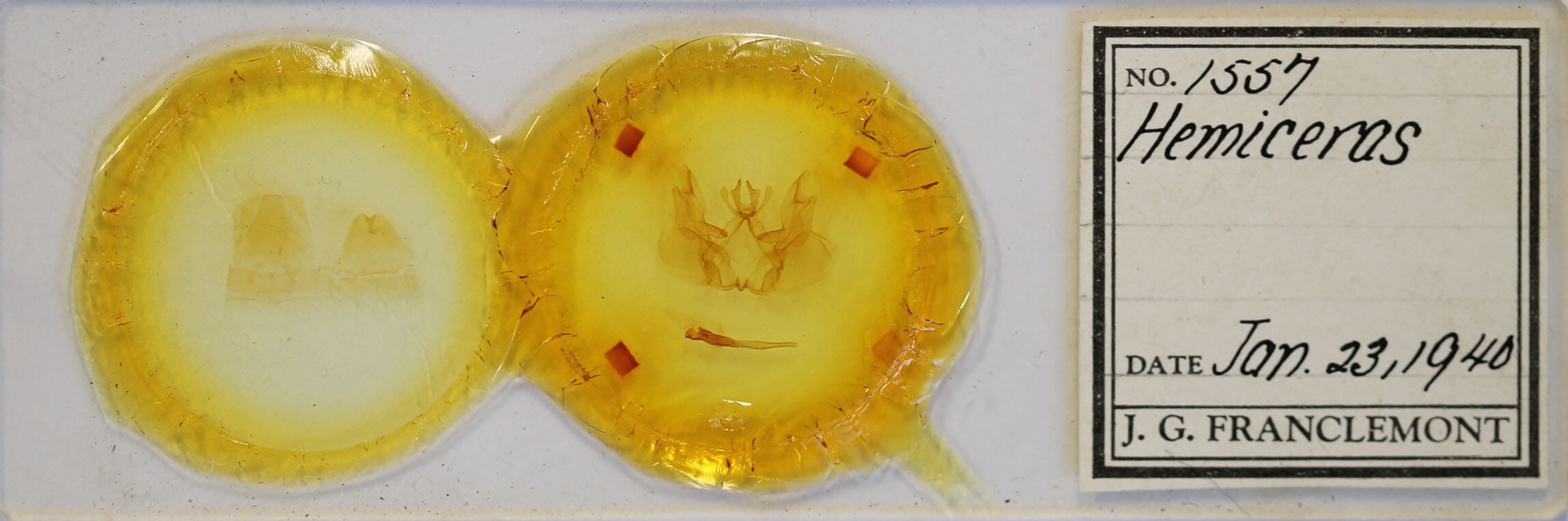 slide view of adult Hemiceras sp.