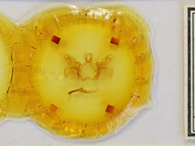 slide view of adult Hemiceras sp.